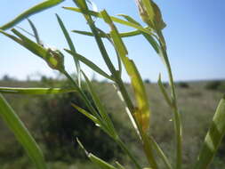 Image de Linaria biebersteinii Besser