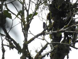 Image of Pale-eyed Thrush