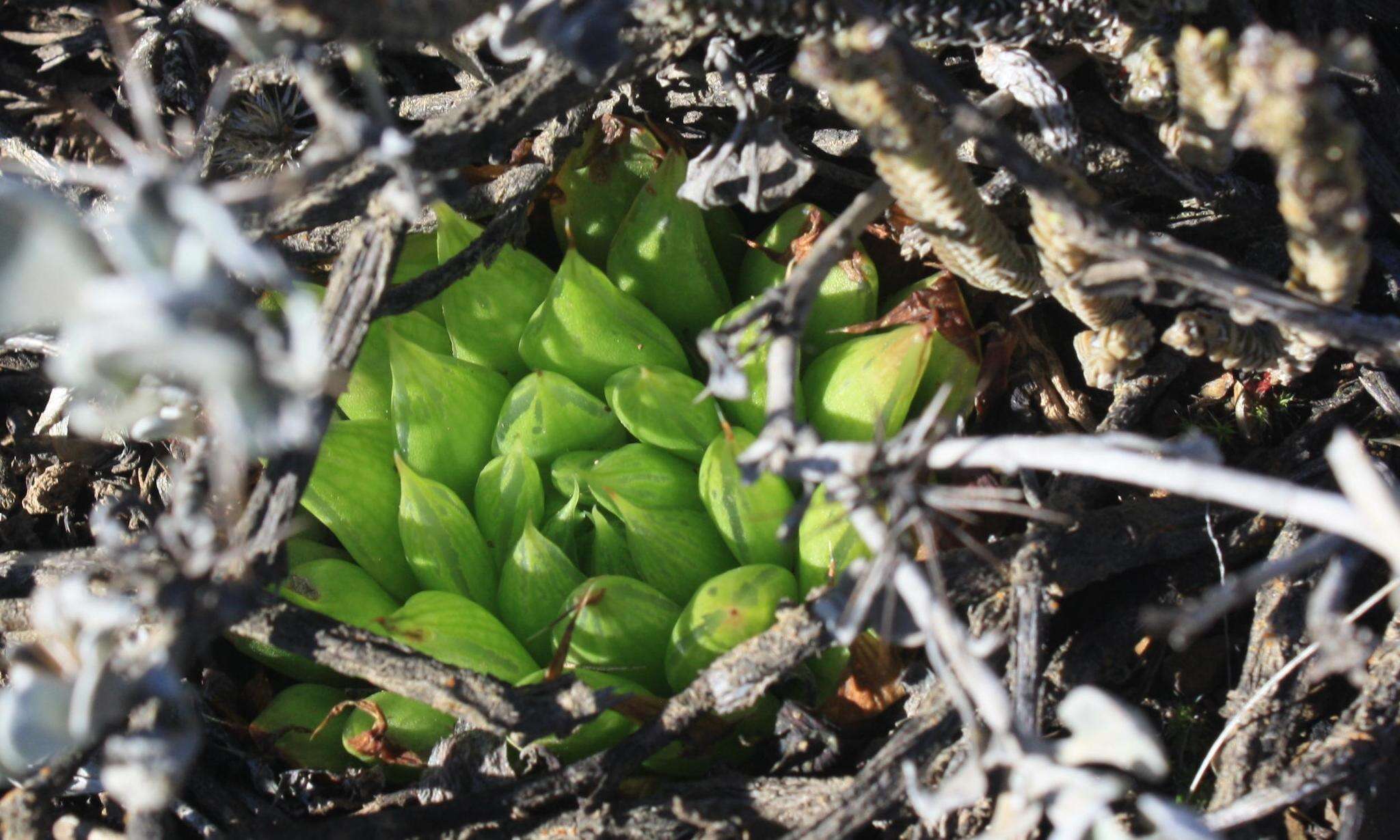 Image of Haworthia mucronata var. morrisiae (Poelln.) Poelln.