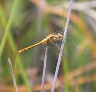 Image of Red Percher Dragonfly