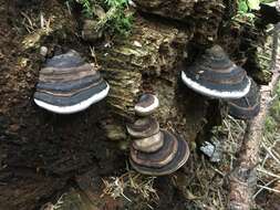 Image of Fomitopsis ochracea Ryvarden & Stokland 2008