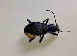 Image of Blue Ground Beetle