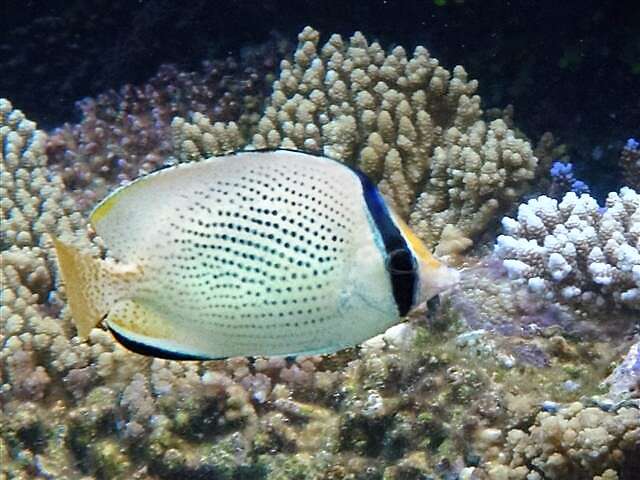 Image of Citron Butterfly