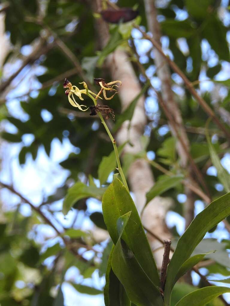 Слика од Prosthechea cochleata (L.) W. E. Higgins