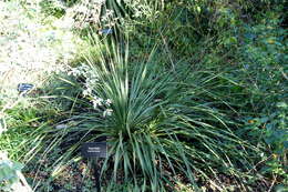 Image of Texas sotol