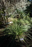 Image of redflower false yucca