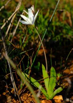 Plancia ëd Hesperantha falcata (L. fil.) Ker Gawl.