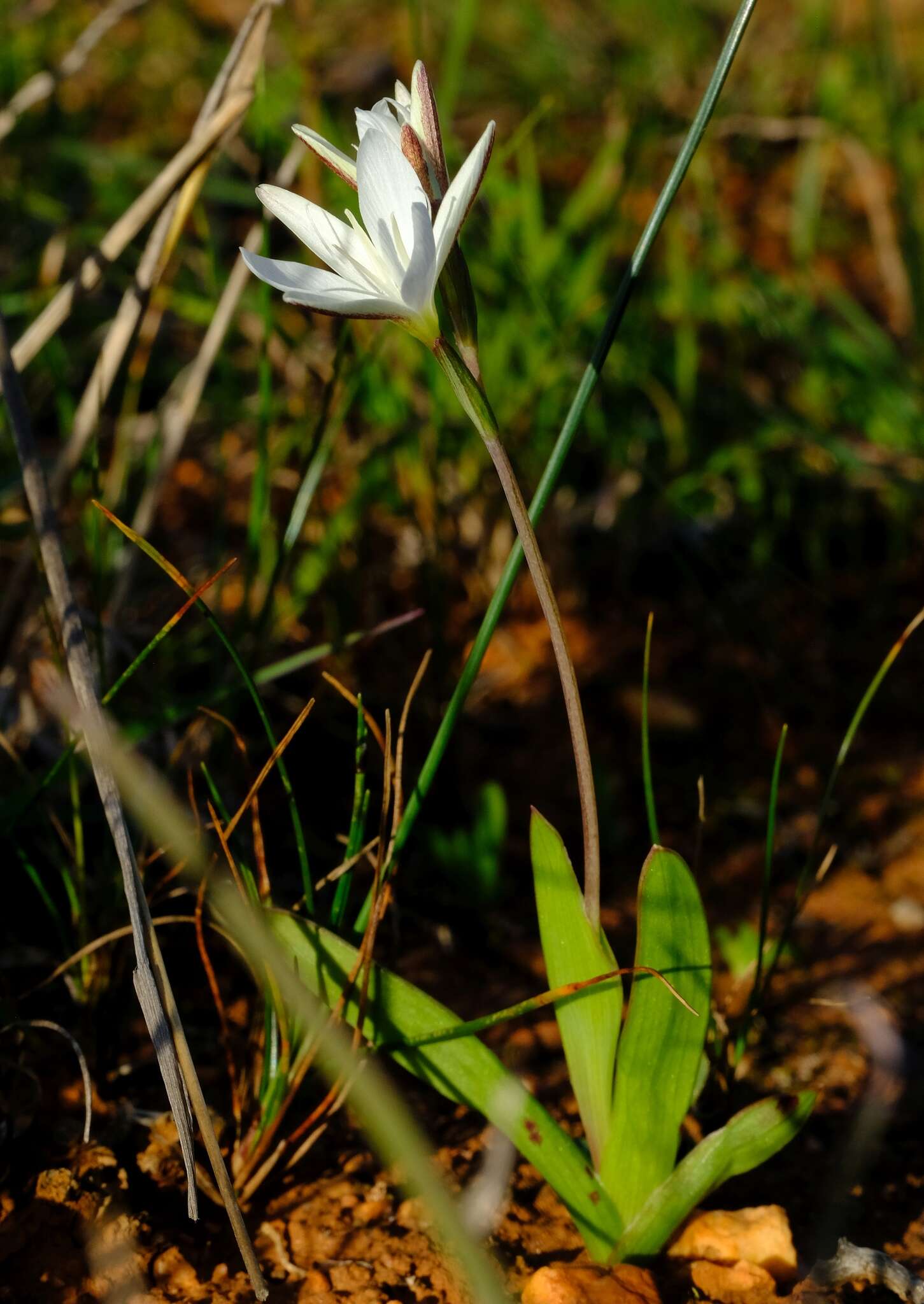 Image of Hesperantha falcata (L. fil.) Ker Gawl.