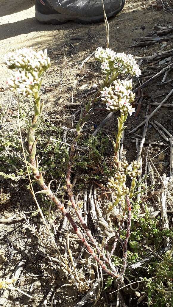 Image of Crassula scabra L.