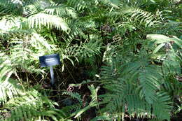 Image of Kunth's maiden fern
