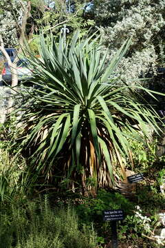 Image of moundlily yucca