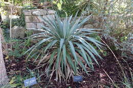 Image of twistleaf yucca