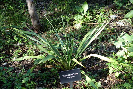 Image of Texas yucca