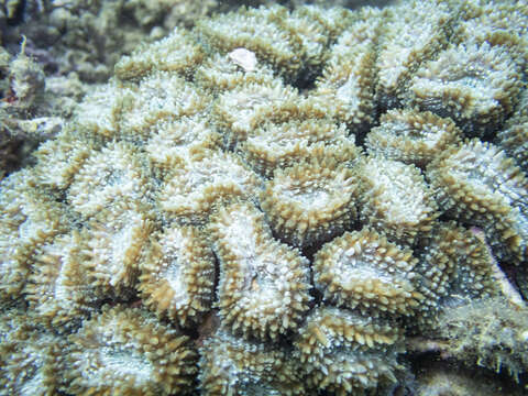 Image of Brain Root Coral