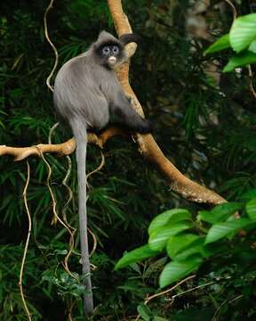 Image of Trachypithecus crepusculus (Elliot 1909)