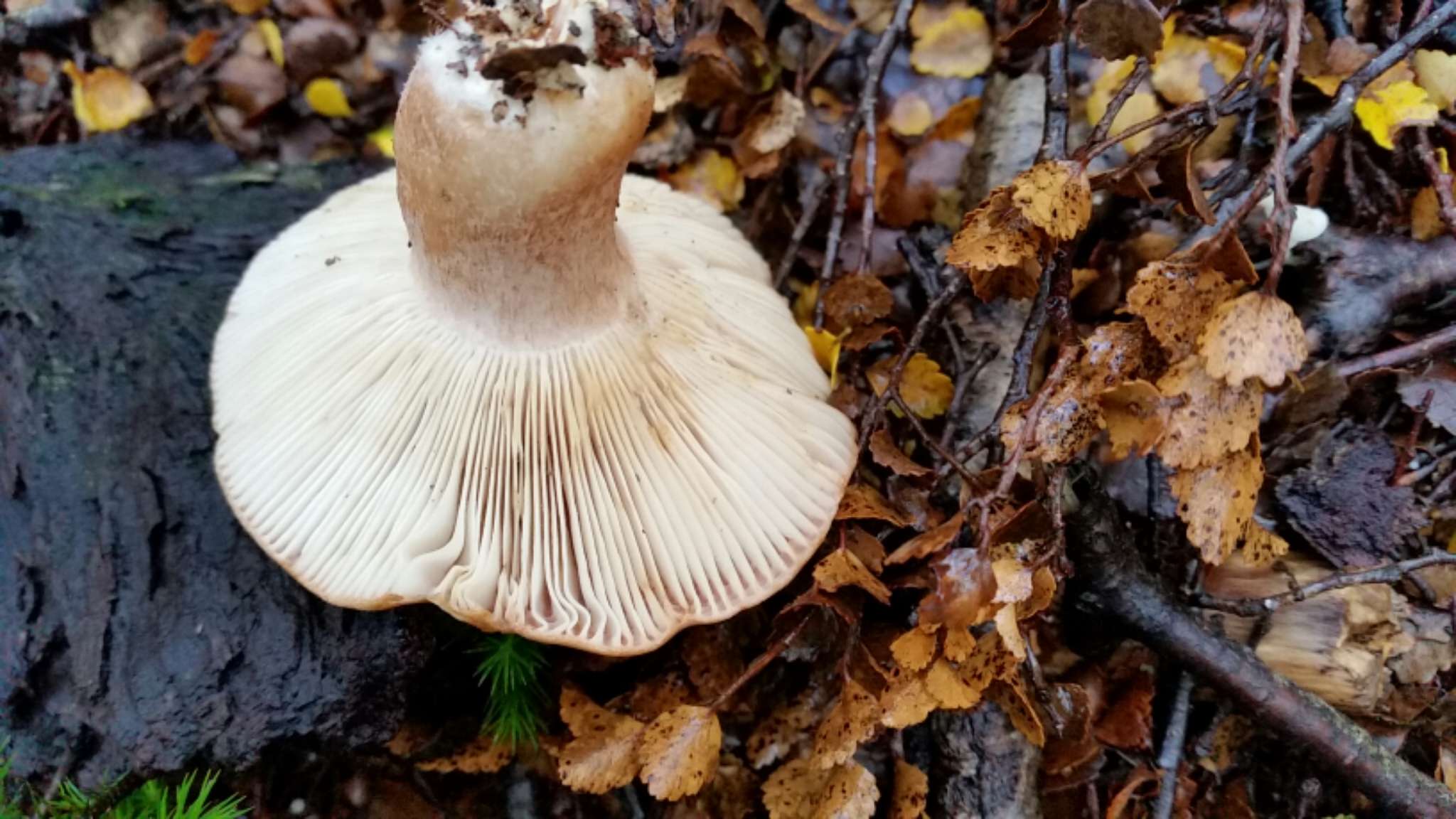 Image of Russula pseudoareolata McNabb 1973