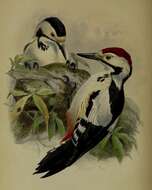 Image of Sind Woodpecker
