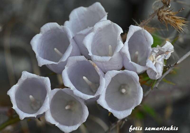 Image of Campanula cretica (A. DC.) D. Dietr.