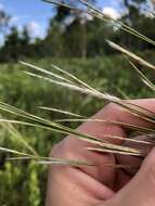 Plancia ëd Andropogon floridanus Scribn.