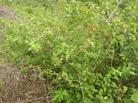 Acalypha fruticosa Forssk. resmi