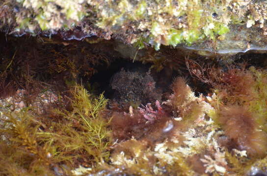 Image of California two-spot octopus