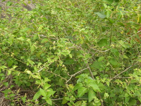 Acalypha fruticosa Forssk. resmi