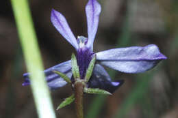 Image of Diastatea tenera (A. Gray) McVaugh