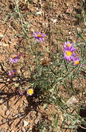 Image of fall tansyaster