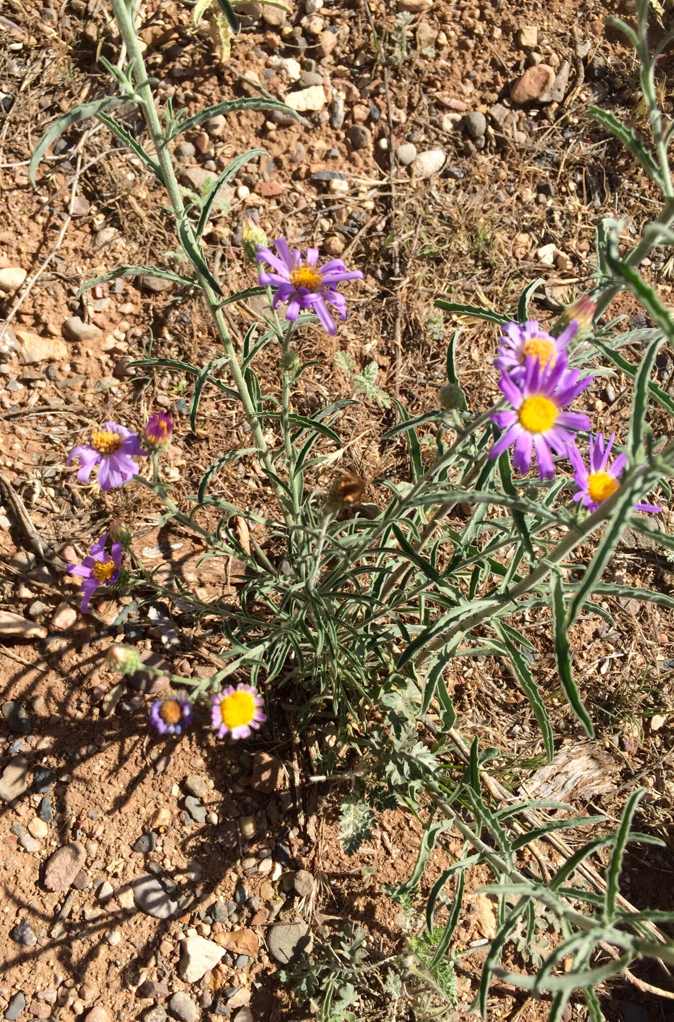 Image de Dieteria asteroides Torr.