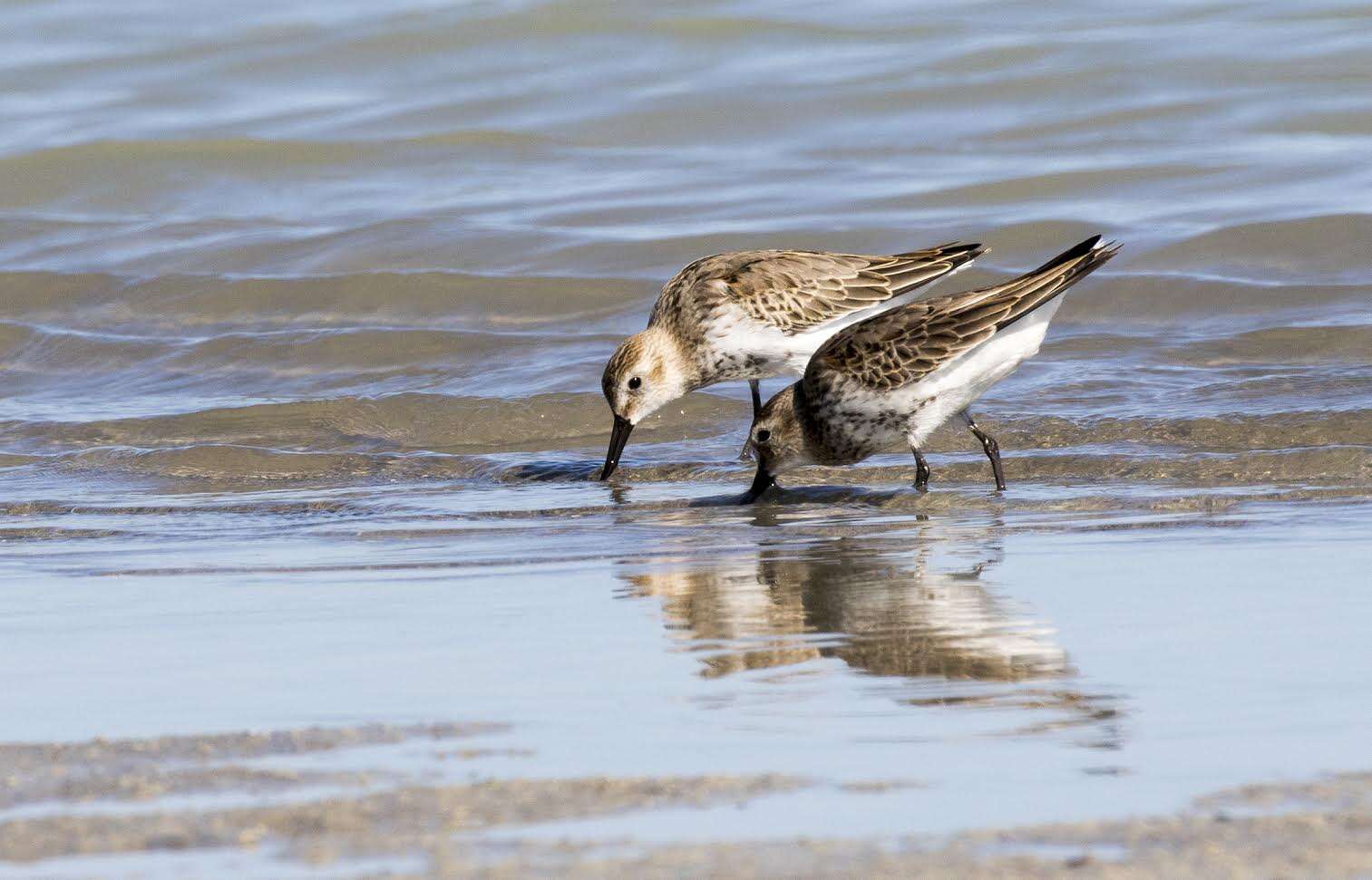 Image of Dunlin