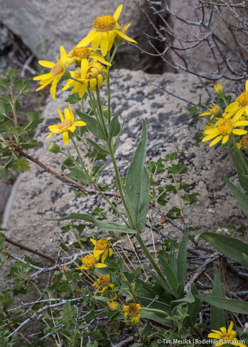 Image of spearleaf arnica