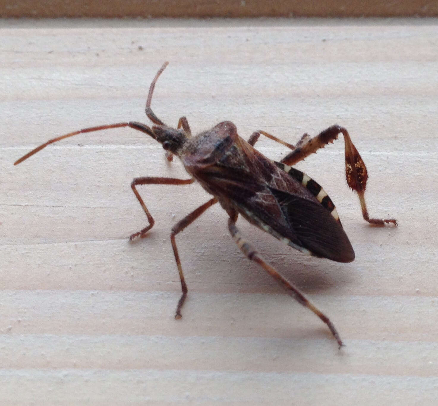 Image of Pine Seed Bug