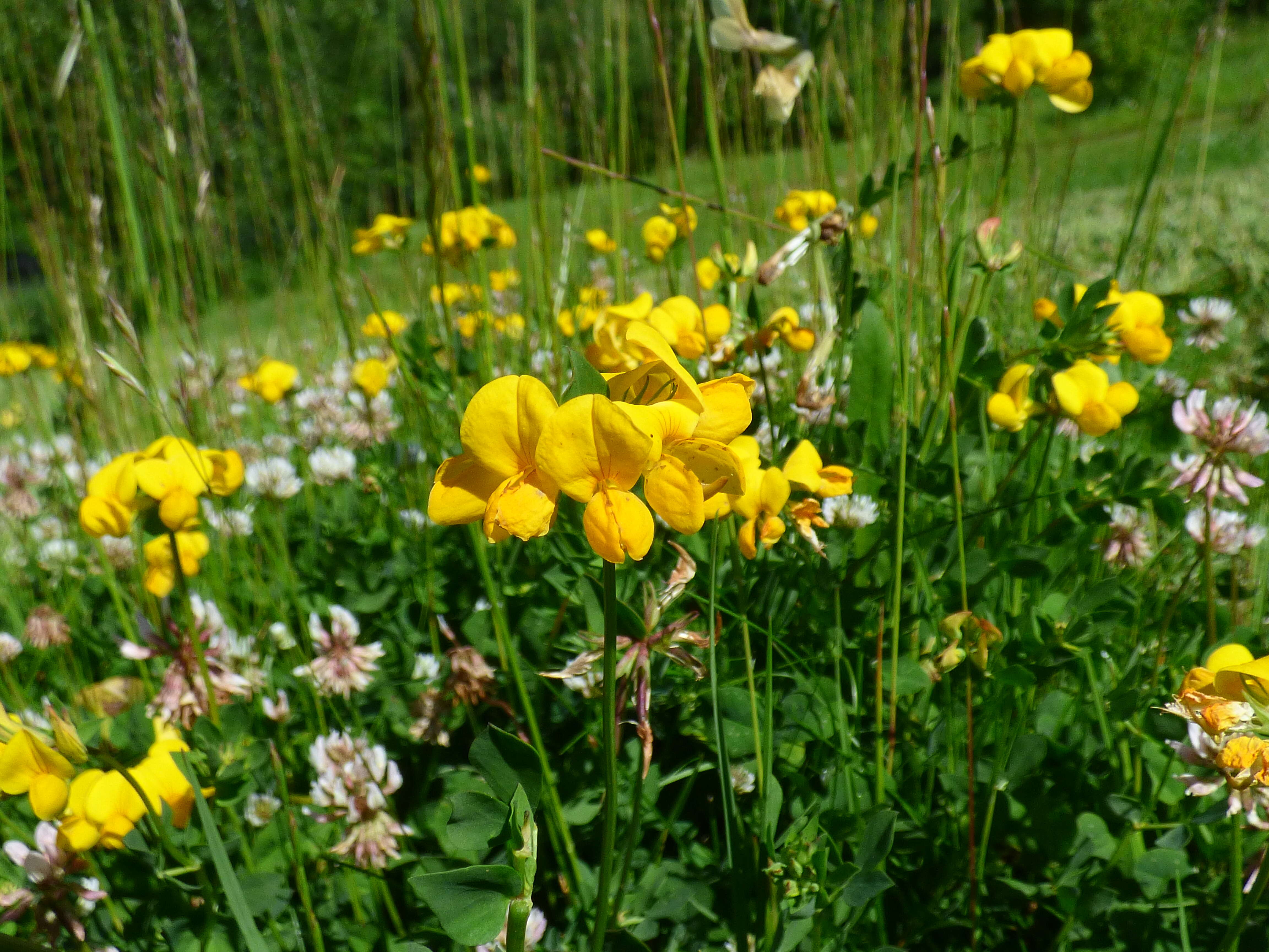 Image of Common Bird's-foot-trefoil