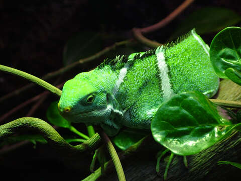 Image of Fiji iguanas