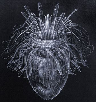 Слика од <i>Pliciloricus enigmaticus</i> Higgins & Kristensen 1986