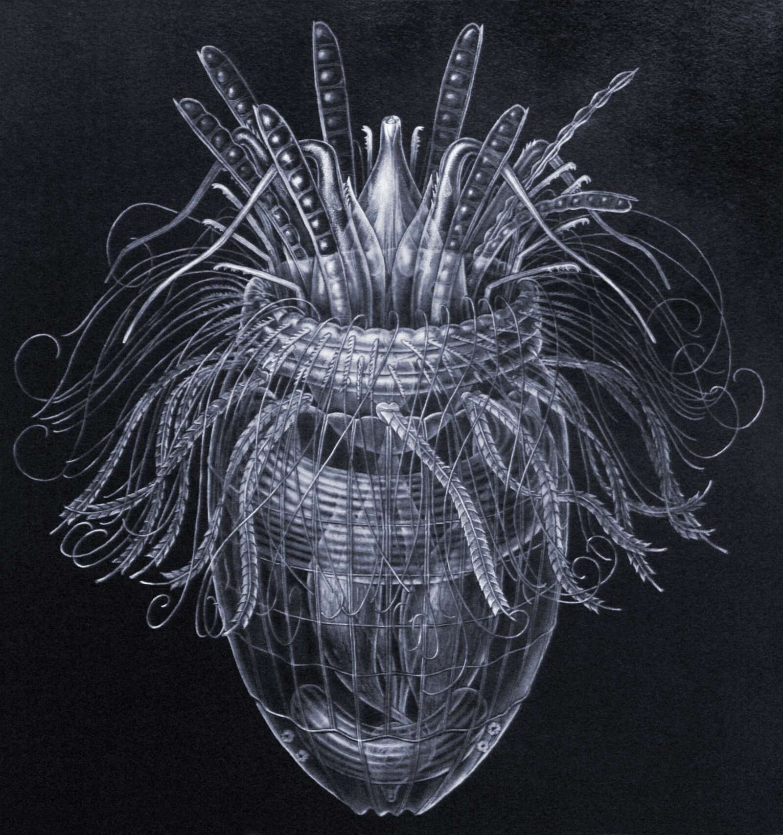 Image of Pliciloricidae Higgins & Kristensen 1986