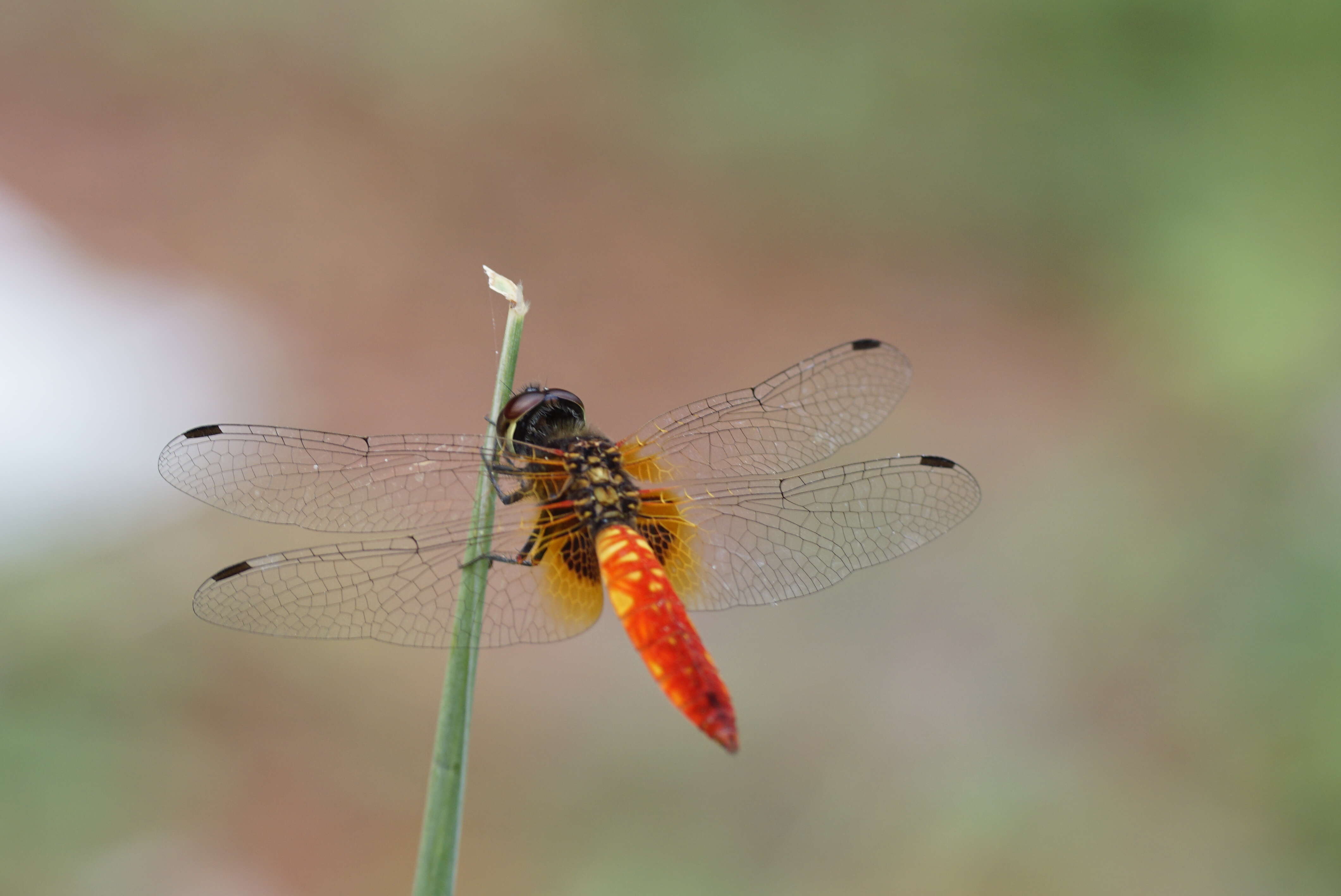 Image of Aethriamanta brevipennis (Rambur 1842)