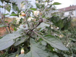 Image of European Black Nightshade