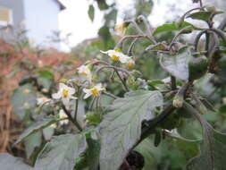 Image of European Black Nightshade