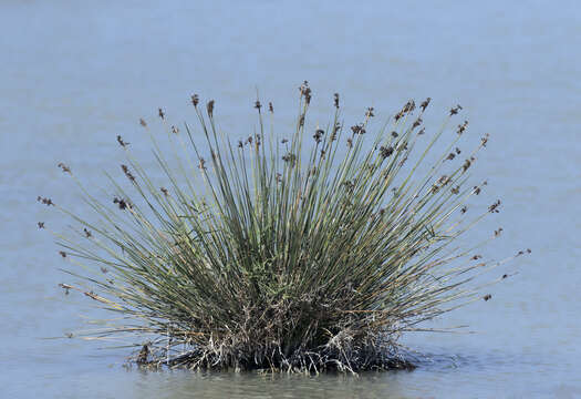 Imagem de Juncus maritimus Lam.