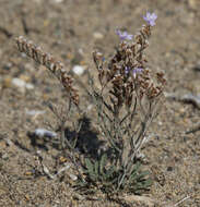 Plancia ëd Limonium narbonense Miller