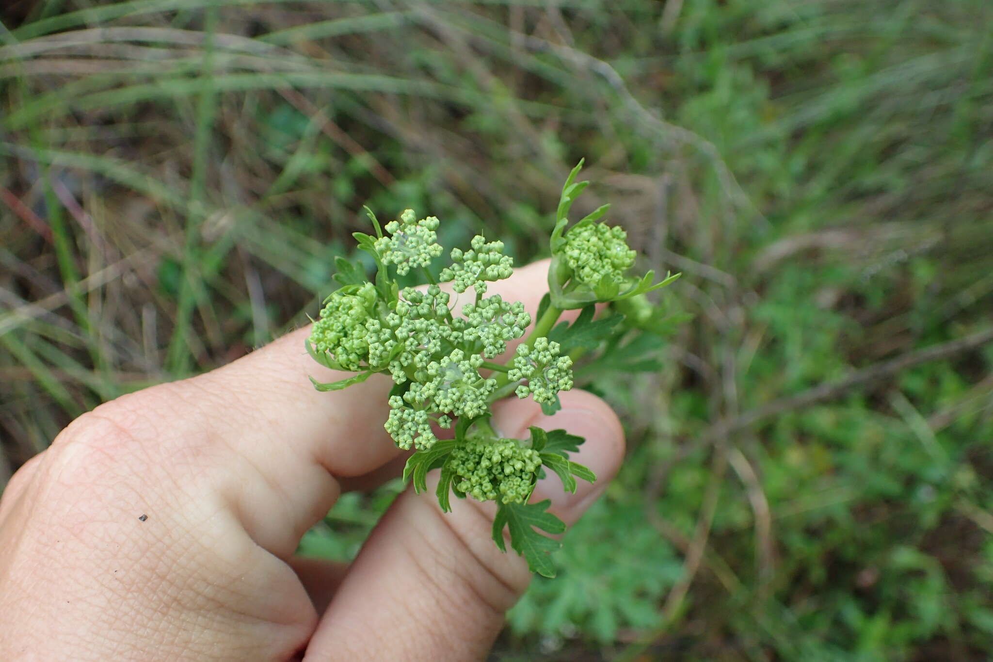 Image of Texas prairie parsley