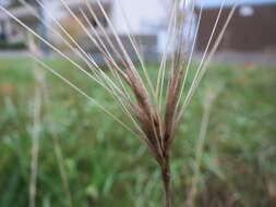 Image of mouse barley