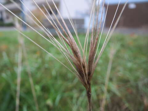 Hordeum murinum L.的圖片