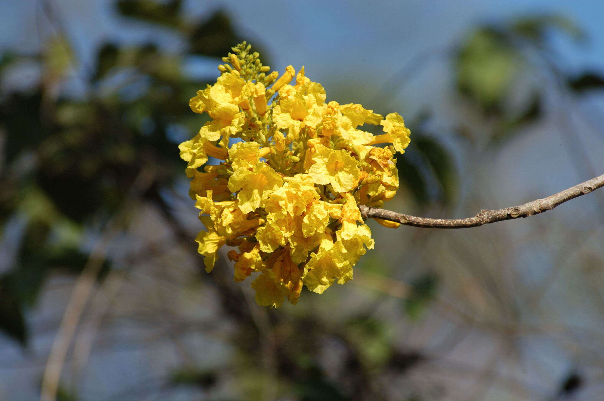 Image of Gold Tree