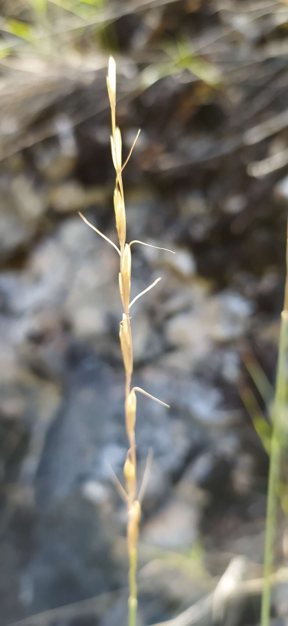 Image of Elymus reflexiaristatus (Nevski) Melderis