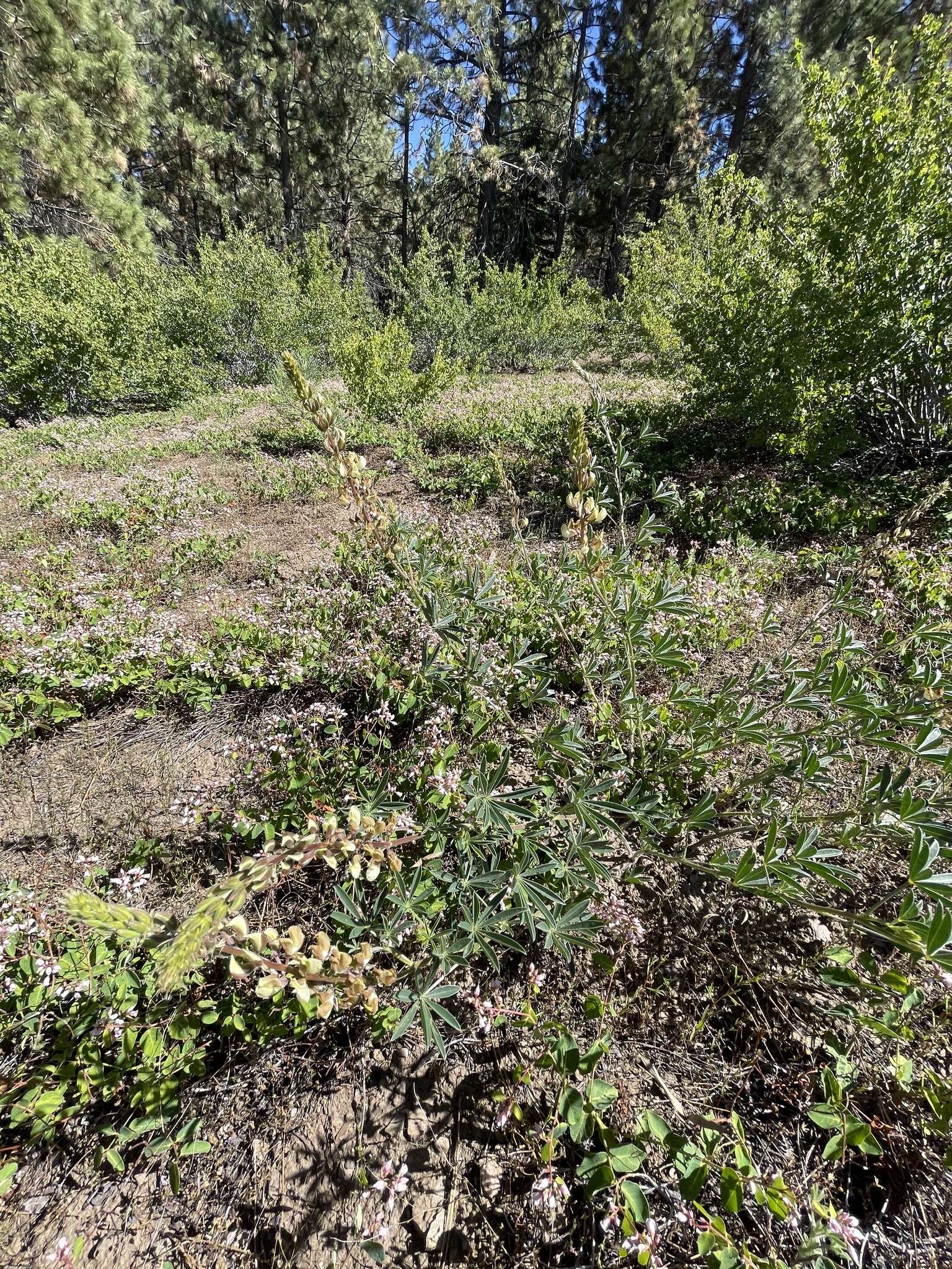 Image of sicklekeel lupine