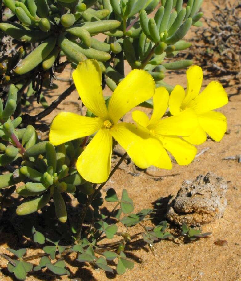 Image of Oxalis copiosa F. Bolus