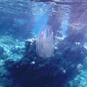 Image of vitreous lobate comb-jelly