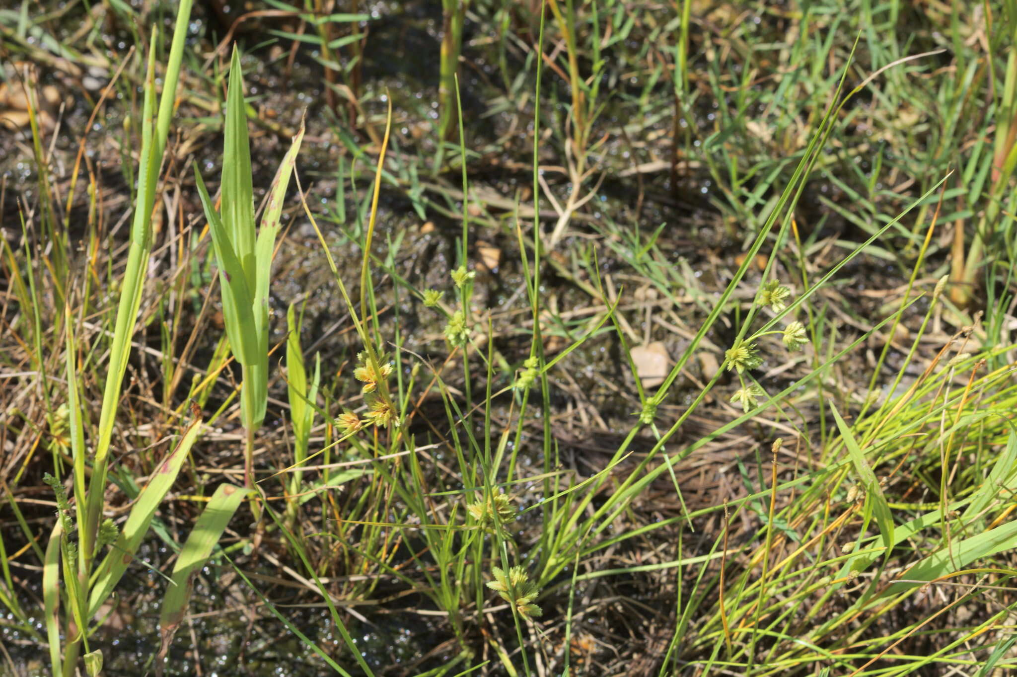 Image of tapertip flatsedge